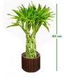 Lucky Bamboo